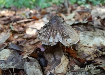 Sternsporiger Rißpilz (Inocybe asterospora ) - © Bernard Wieser